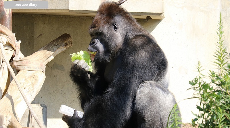 東山動植物園　ゴリラ　シャバーニ　頭